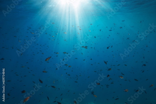 Shoal of fish with sunlight underwater in the Mediterranean sea (Chromis chromis damselfish), France