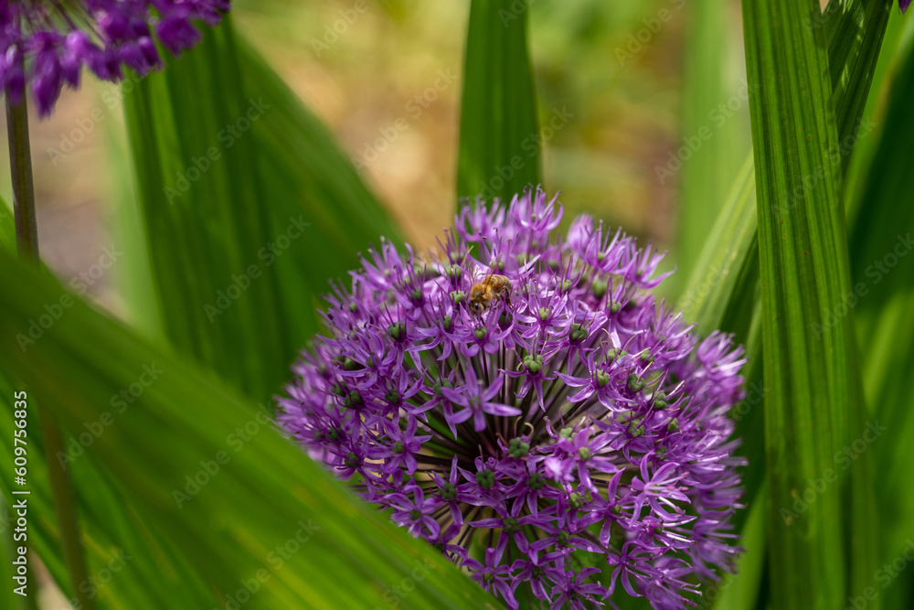 Fototapeta premium star of persia