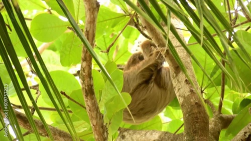Sloth moving through palm trees