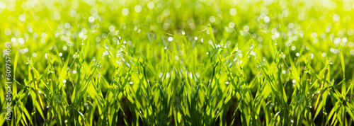 Juicy green grass in a meadow with drops of water.