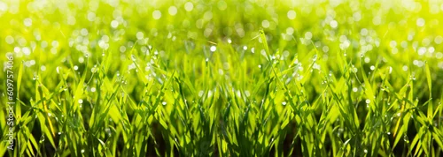 Panel kuchenny z motywem Juicy green grass in a meadow with drops of water.