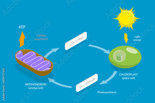 3D Isometric Flat Vector Conceptual Illustration of Cellular Respiration, Metabolic Chemical Energy ATP Cycle