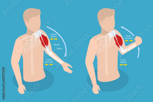 3D Isometric Flat Vector Conceptual Illustration of Anatomical Contracted And Relaxed Arm Muscular, Biceps and Triceps Motion Anatomy