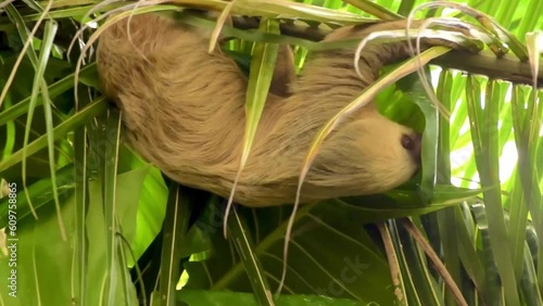 Sloth  traveling through the branches of a palm tree in Costa Rica