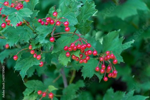 Highbush Cranberry Growing Wild In August