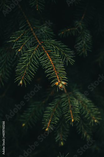 green fern in the forest