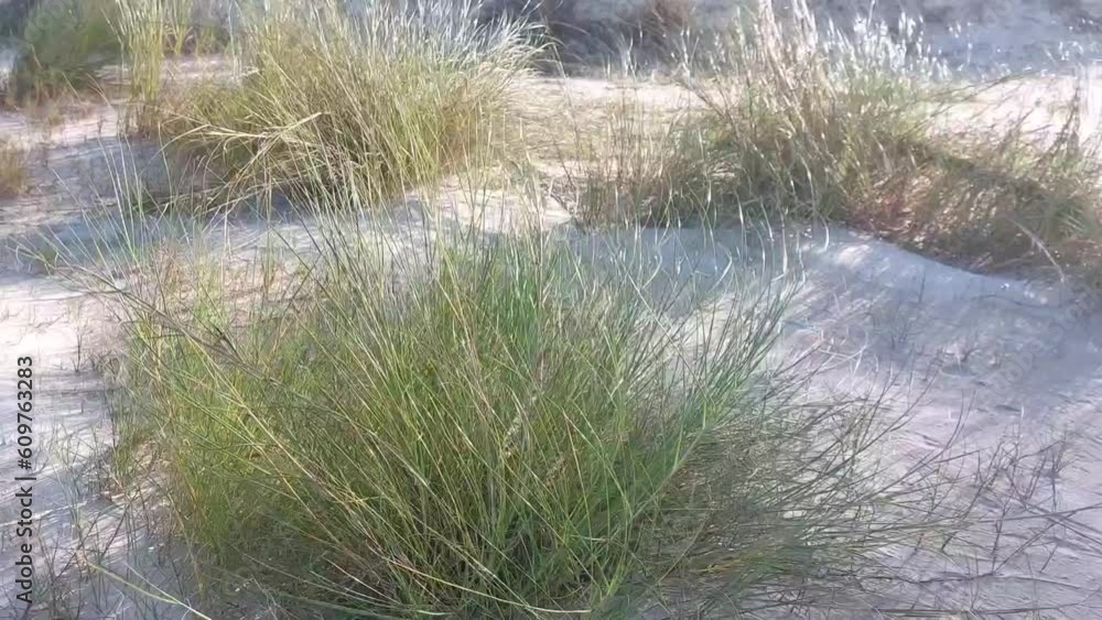 grass swaying in the wind on the beach grass swaying in the wind on the beach