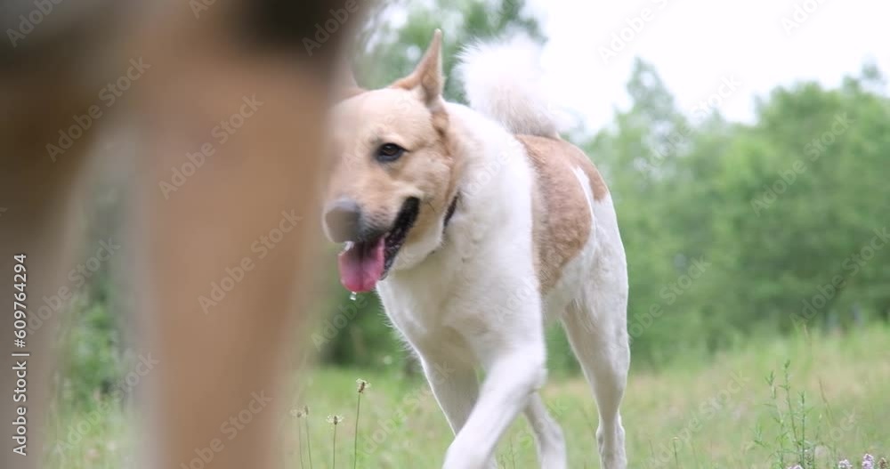Happy mixed breed dog wearing dog collar running through green field, slow motion Happy mixed breed dog wearing dog collar running through green field, slow motion