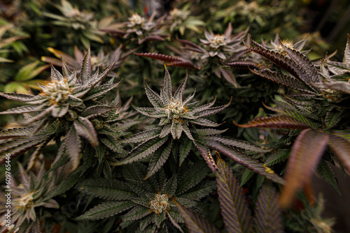 Foto Cannabis buds or marijuana female blooming flowers growing at indoors garden