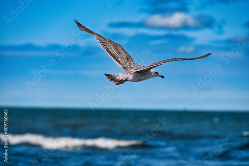 seagull in the sky