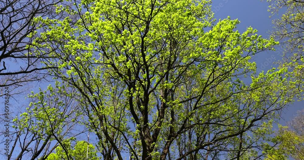 deciduous trees with green foliage in the spring season, sunny weather in the spring season in the park