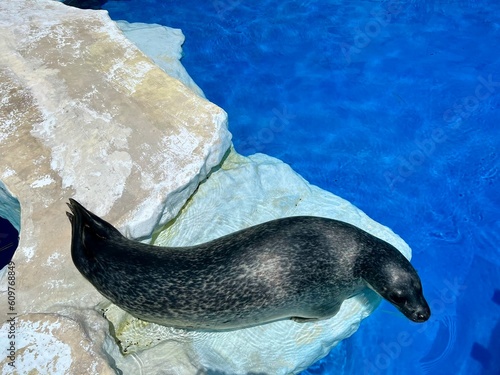 日本の水族館にいる黒くてツヤのあるアザラシ photo