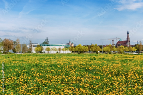 Tranquil European Landscape - Green Grass and Yellow Dandelions