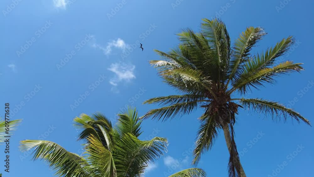 Tropical palms of the Mexican Caribbean on a sunny day Tropical palms of the Mexican Caribbean on a sunny day
