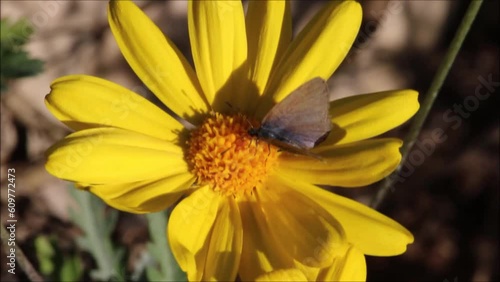 Common Grass Blue Butterfly (Zizina otis ssp.labradus) feeding on Golden Daisy Bush nectar South Australia photo