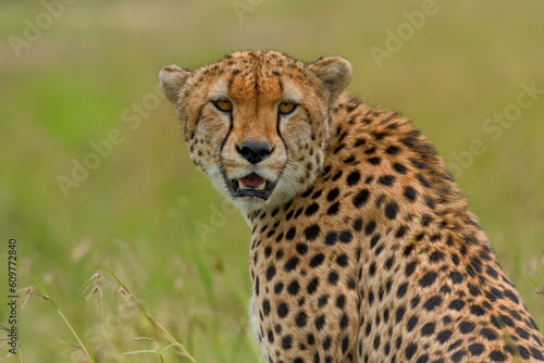 cheetah in serengeti national park city