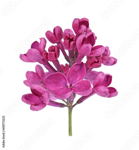 Fototapeta Naklejka Na Ścianę i Meble -  Beautiful fragrant lilac flowers on white background