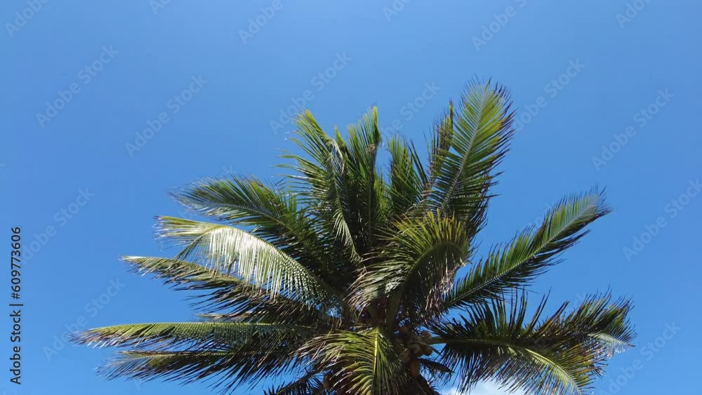 Tropical palms of the Mexican Caribbean on a sunny day Tropical palms of the Mexican Caribbean on a sunny day