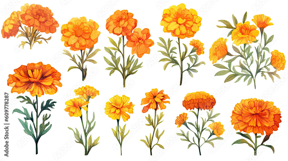 vibrant marigold collection in watercolor style, isolated on a transparent background for design layouts vibrant marigold collection in watercolor style, isolated on a transparent background for design layouts