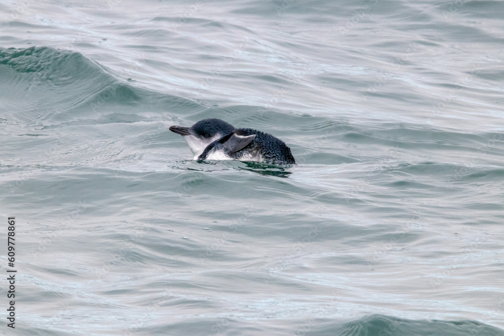 Fototapeta premium A Little Penguin in New Zealand