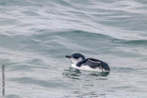 A Little Penguin in New Zealand