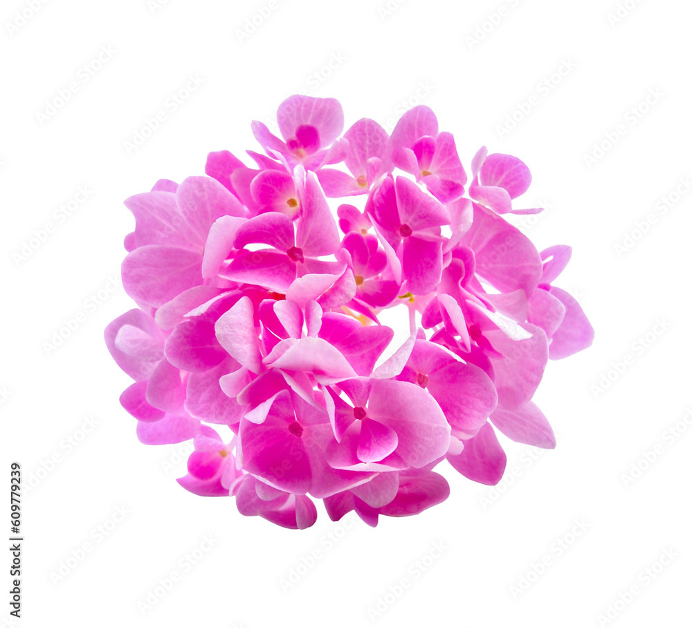 Hydrangea flower transparent png