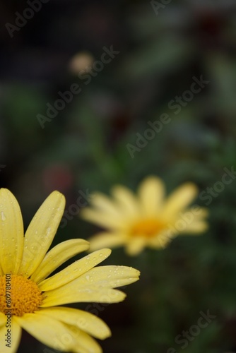 Flor amarilla, Mragarita leñosa, Margarita de macaronesia photo