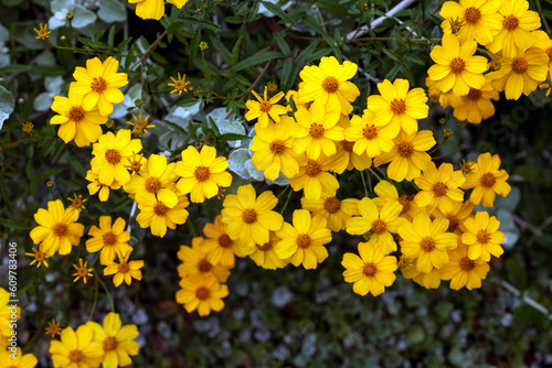 Tree Marigolds (Tagetes lemmonii) flowers