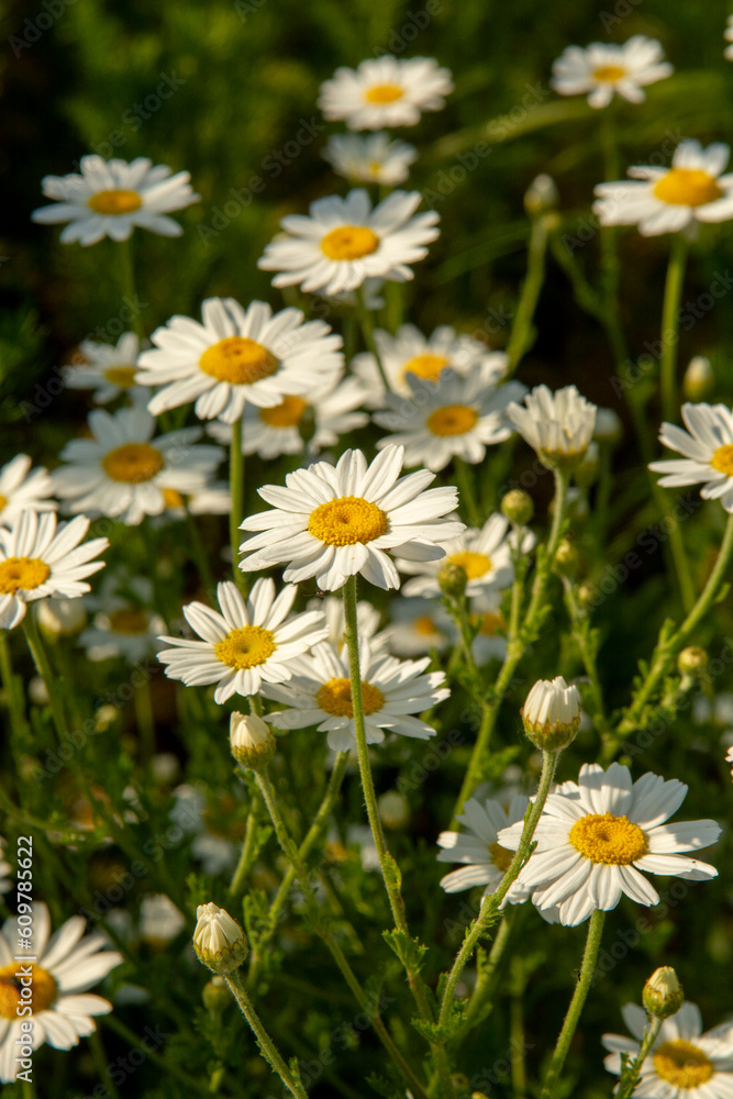 Chamomile flowers (Matricaria recutita) blooming on a meadow in the summer. Camomile heads in the field. Selective focus.