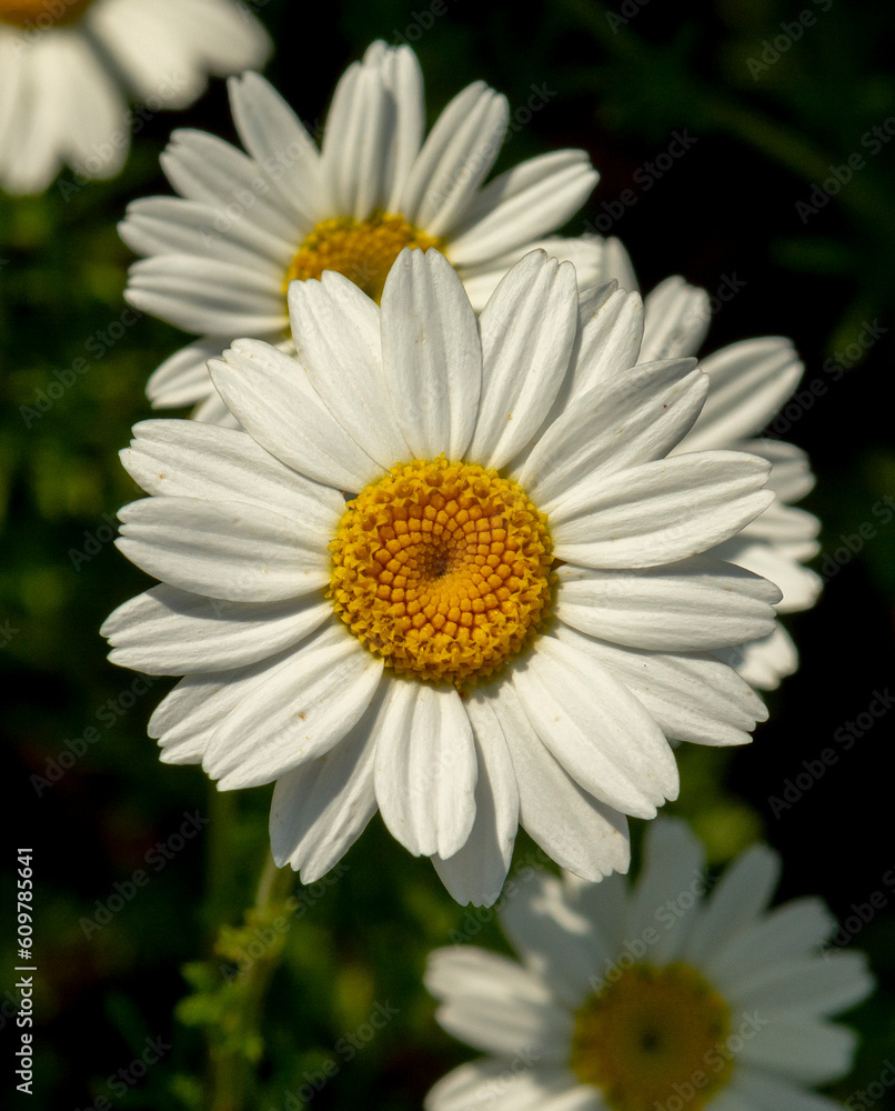 Fototapeta premium Chamomile flowers (Matricaria recutita) blooming on a meadow in the summer. Camomile heads in the field. Selective focus.