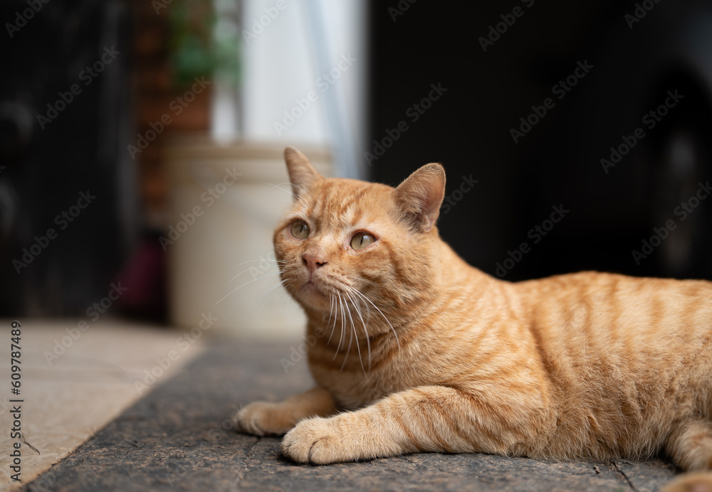 Portrait of a peaceful mackerel orange cat laying down