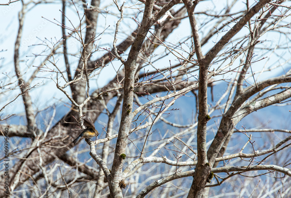 Bird at the moment of perching on a branch. Bird at the moment of perching on a branch.