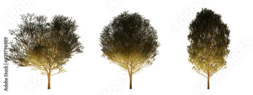 isolated, cutout, hires carpinus tree night scene with uplight in transparent background, best for parking landscape design, best for night render visualisation, post production and compositing. photo