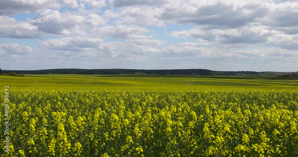 blooming with beautiful yellow rapeseed flowers in sunny weather, an agricultural field with rapeseed in sunny spring weather blooming with beautiful yellow rapeseed flowers in sunny weather, an agricultural field with rapeseed in sunny spring weather