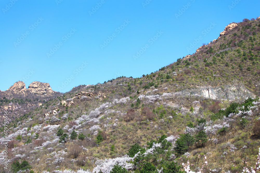 Peach Blossoms in the Mountains of Changping, Beijing in Spring Peach Blossoms in the Mountains of Changping, Beijing in Spring