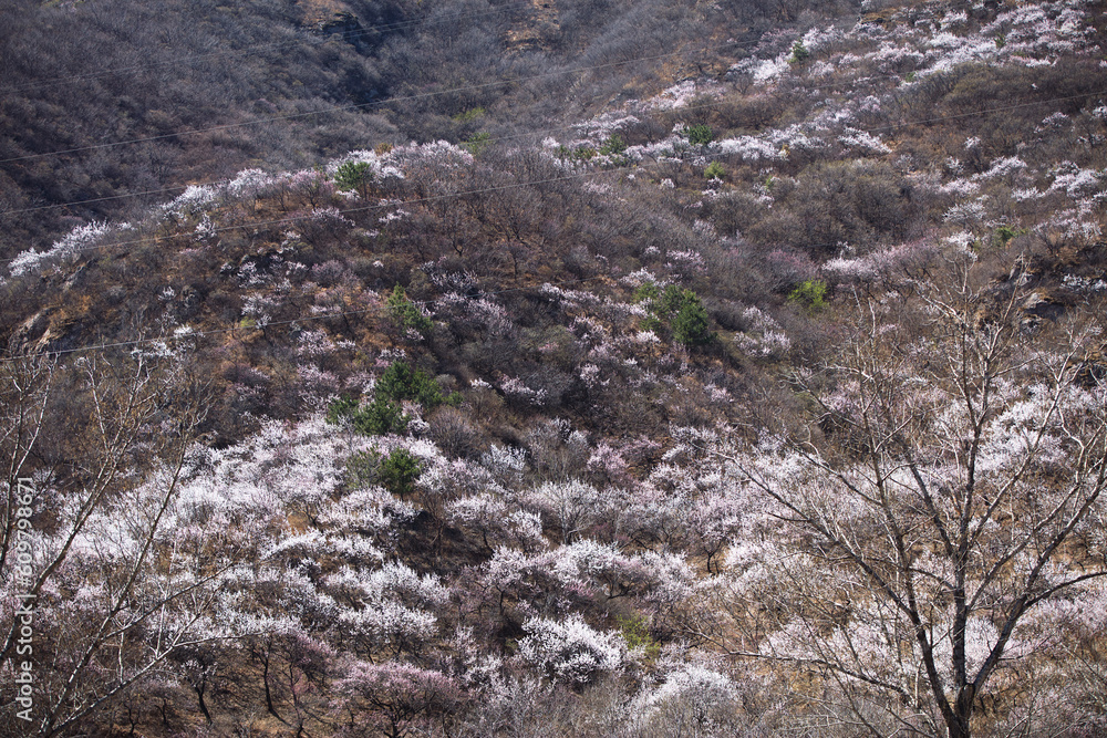 Peach Blossoms in the Mountains of Changping, Beijing in Spring Peach Blossoms in the Mountains of Changping, Beijing in Spring