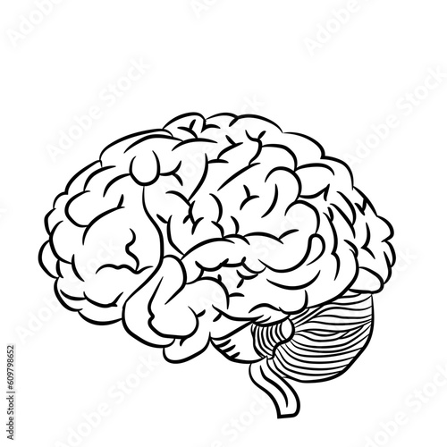 human brain vector
