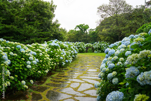 A beautiful hydrangea road with sky blue hydrangeas in full bloom