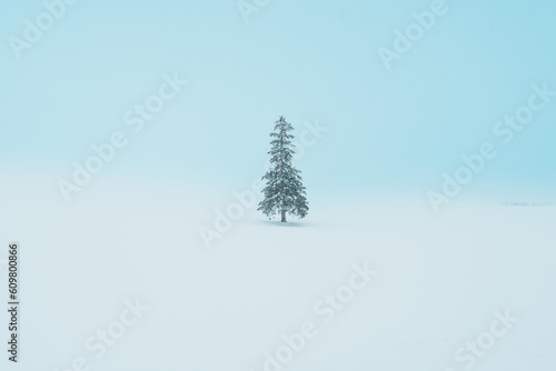Beautiful Christmas tree with Snow in winter season at Biei Patchwork Road landmark and popular for attractions in Hokkaido, Japan. Travel and Vacation concept photo
