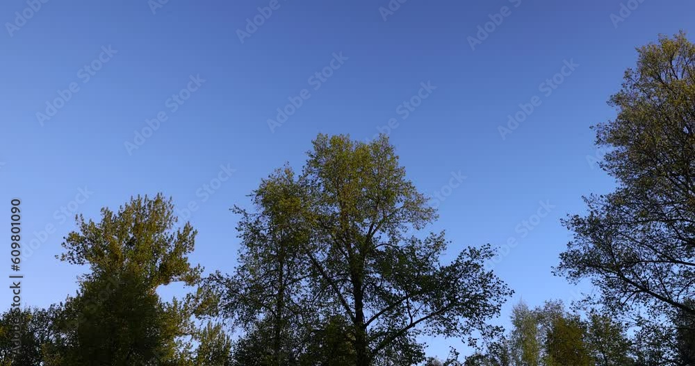 deciduous trees with green foliage in the spring season, sunny weather in the spring season in the park deciduous trees with green foliage in the spring season, sunny weather in the spring season in the park