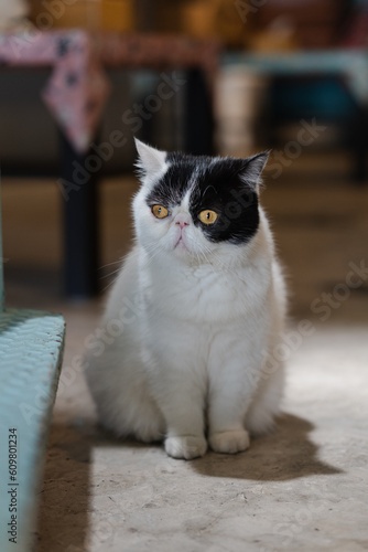 Fototapeta Naklejka Na Ścianę i Meble -  Black and White Exotic Cat
