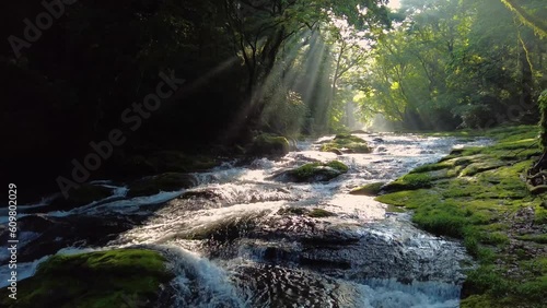 新緑の菊池渓谷