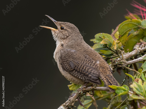 Troglodytes aedon photo