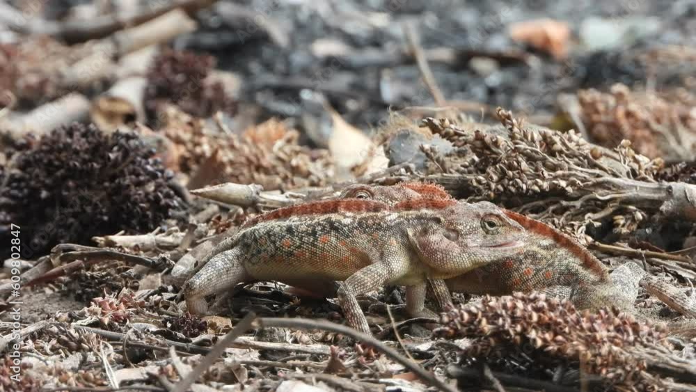Red lizard fighting - pry- matting . Red lizard fighting - pry- matting .