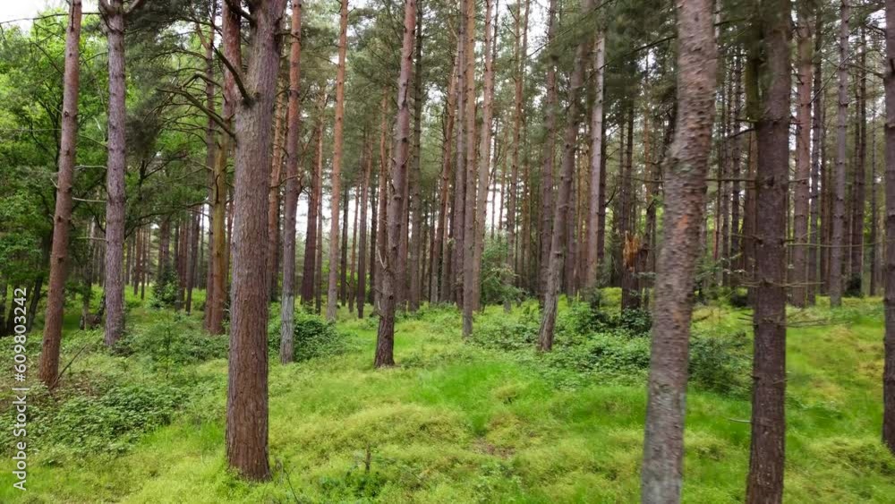 Push in a shot with a drone inside a forest Push in a shot with a drone inside a forest