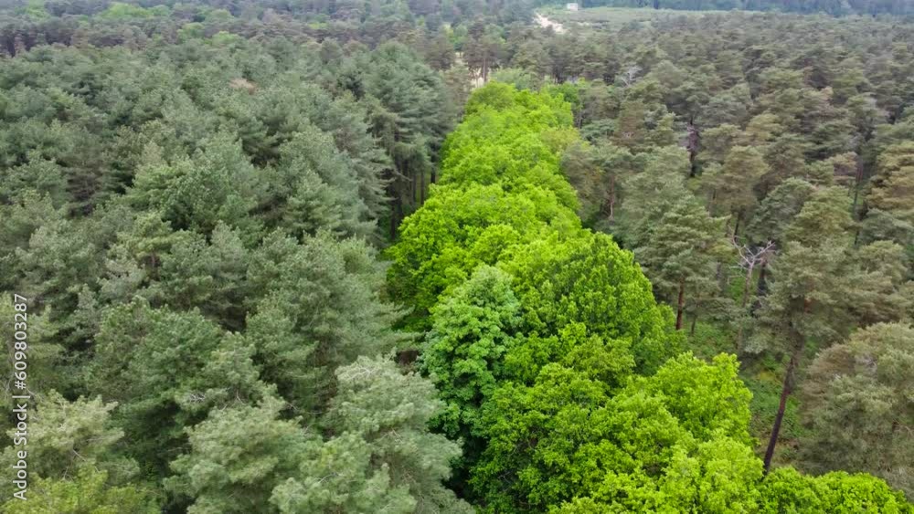 Aerial view of Green Forest Thetford, UK (7) Aerial view of Green Forest Thetford, UK (7)