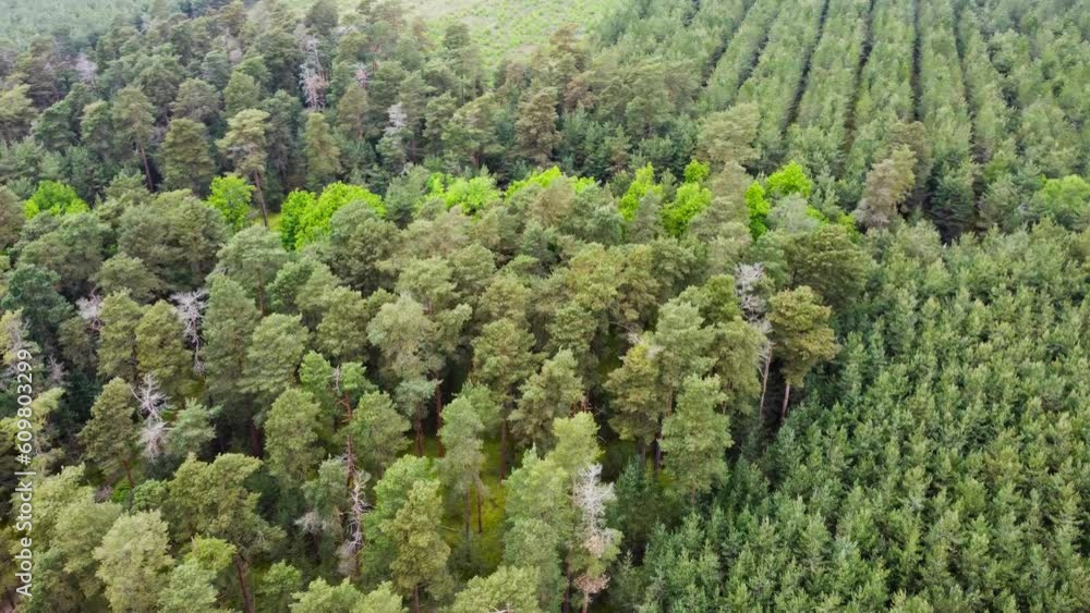 Aerial view of Green Forest Thetford, UK (3) Aerial view of Green Forest Thetford, UK (3)