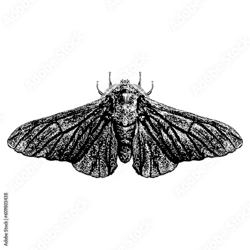Peppered Moth hand drawing vector isolated on background.