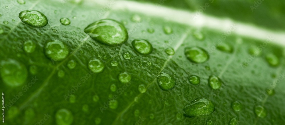 Green leaf with drops of water. Nature concept.