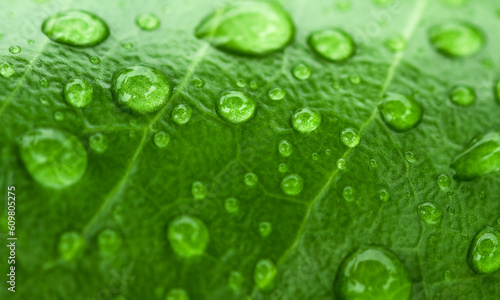 Green leaf with water drops. Nature concept background of green leaves.